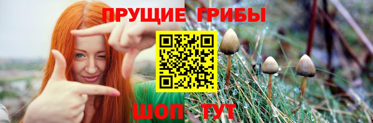 Псилоцибиновые грибы Psilocybine cubensis Петрозаводск